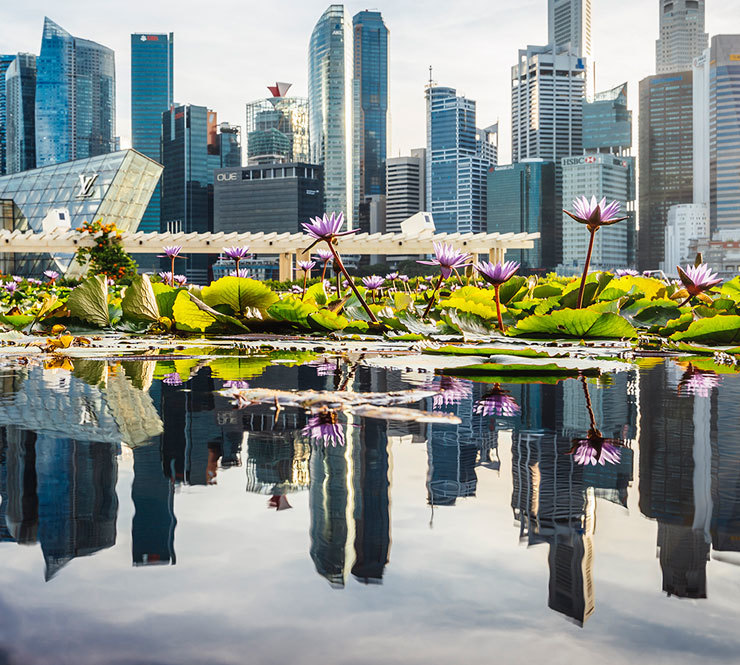 Singapore Skyline near Marina Bay and pond with lilies in the foreground and central business district at daytime in the background.