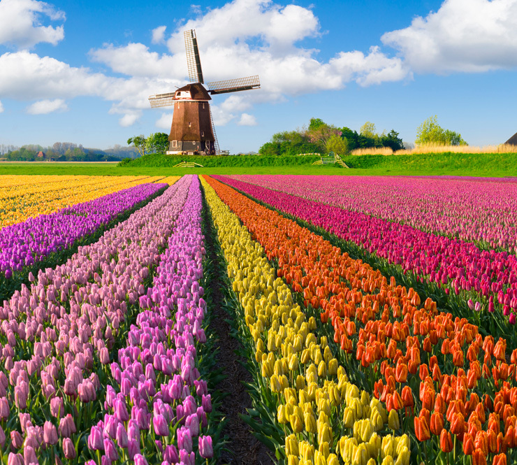Color rows of tulips and a windmill in the background in The Netherlands. 