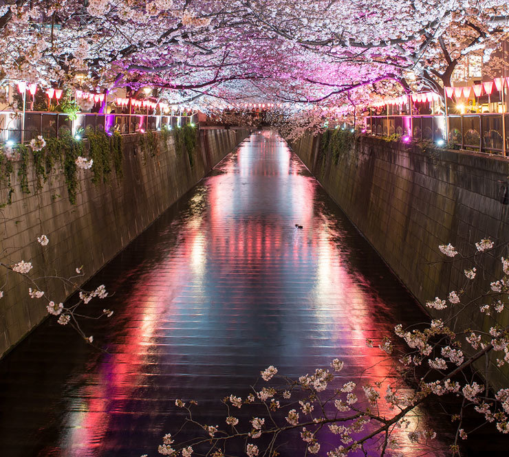 Pink cherry blossoms creating a pink canopy over the Meguro Canal in Tokyo, Japan.