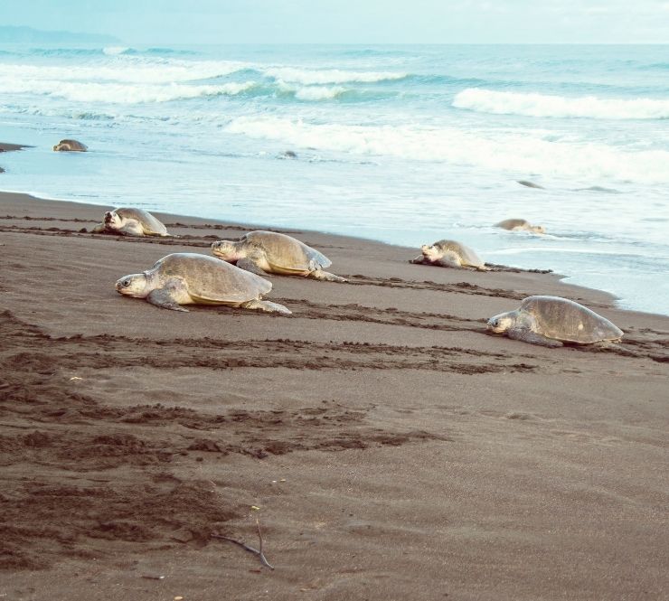 Seven sea turtles emerging from the water onto a beach to nest.