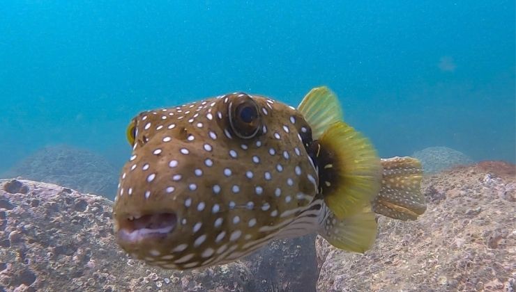 Underwater fish