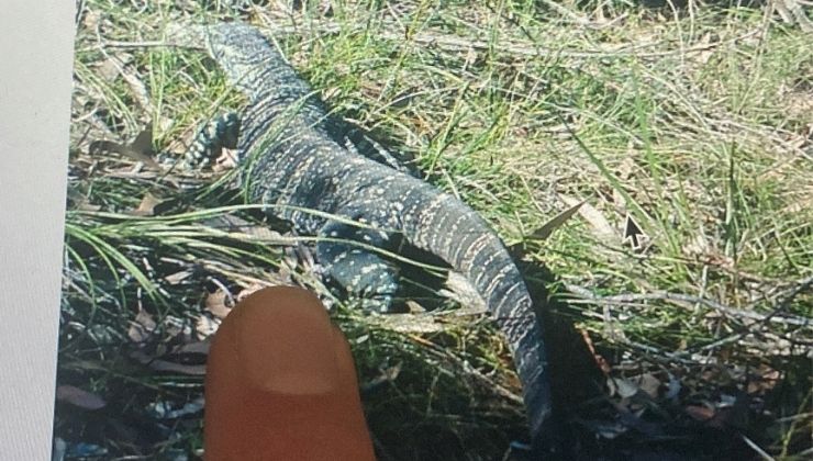 Svea Peterson pointing to image on internship