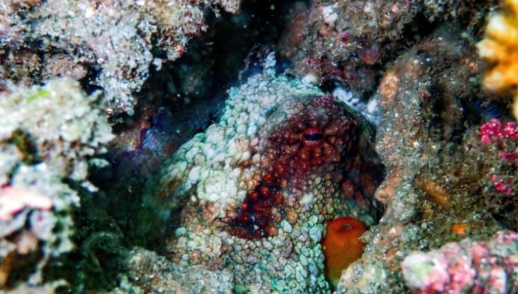 Costa Rica undersea wildlife