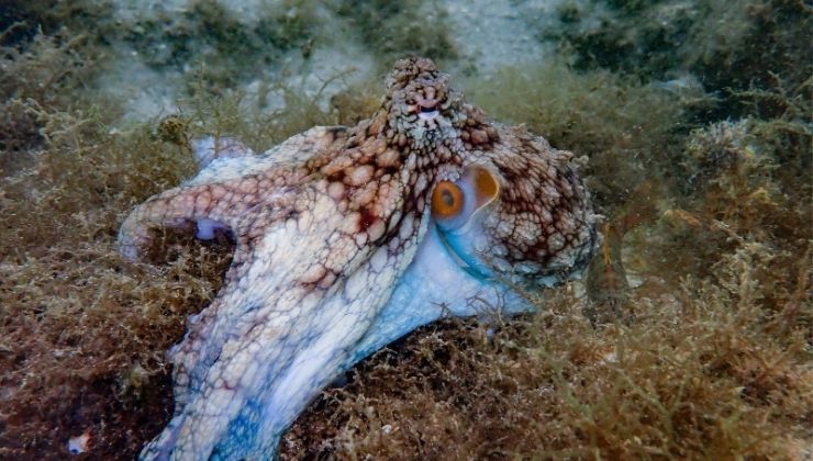 Octopus in Costa Rican waters