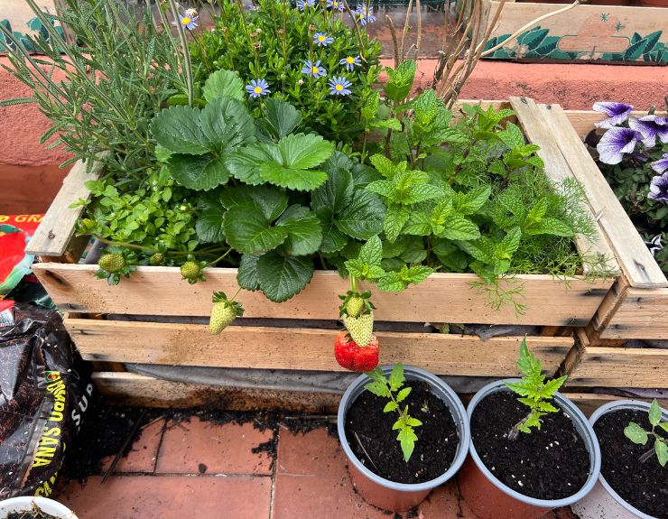 How to Grow Confidence Abroad: Lessons from My Barcelona Garden