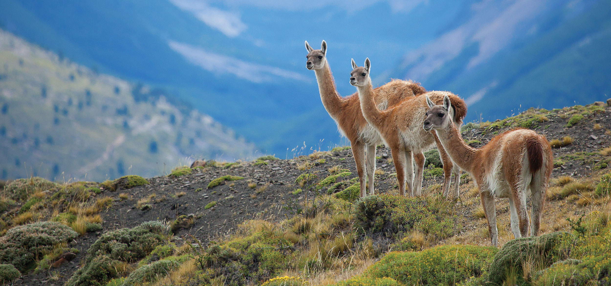 Three guanacos in Torres del Paine National Park in Chile.