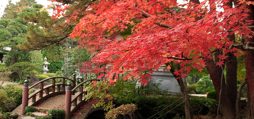 A Bright Red Maple tree hangs over the bridge in a Japanese garden in Sendai, Japan.
