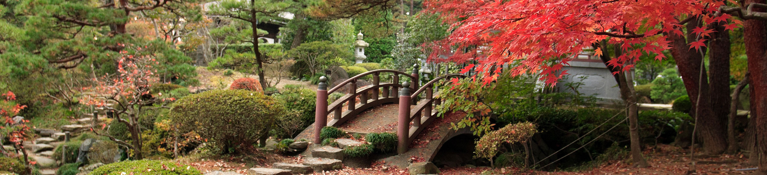 A Bright Red Maple tree hangs over the bridge in a Japanese garden in Sendai, Japan.