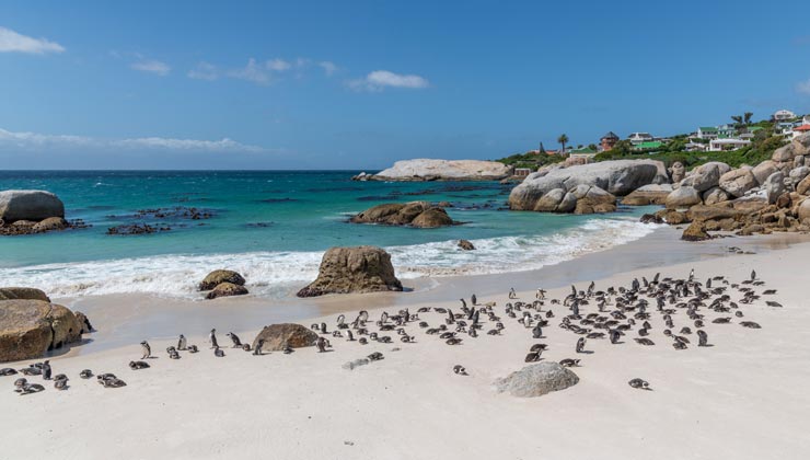  Penguins on the beach in Cape Town South Africa