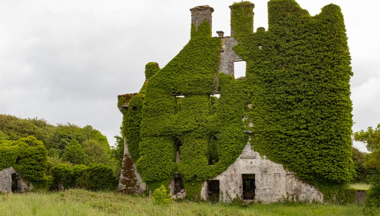 View of Menlo Castle with ivy growing on top of it in Galway, Ireland. 