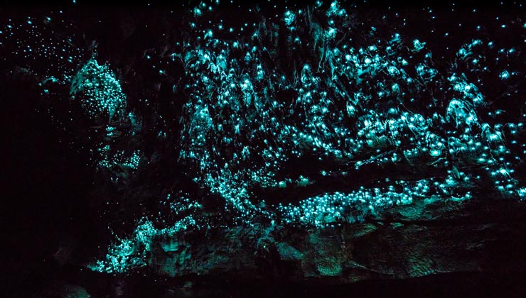 Waitomo Cave lit up by glowworms, Otorohanga, New Zealand
