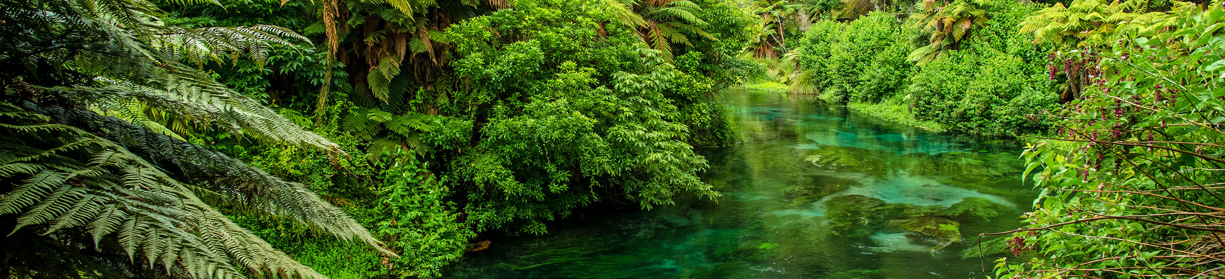 Blue Spring at Te Waihou Walkway, Hamilton