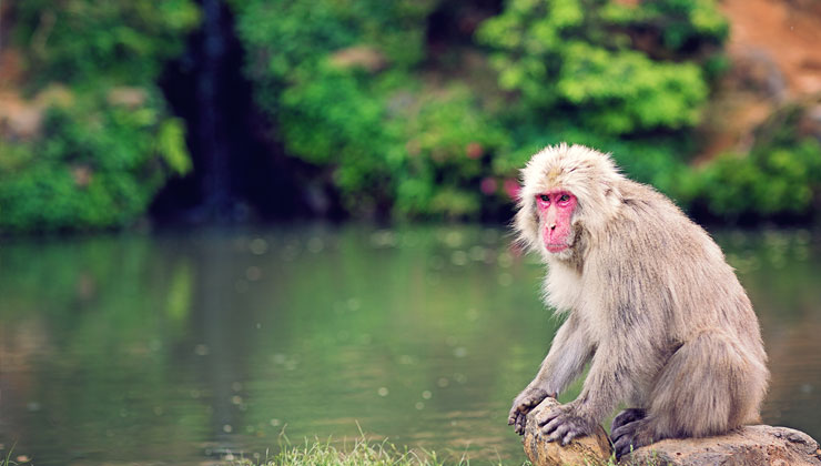 Monkey in Monkey Park Iwatayama.