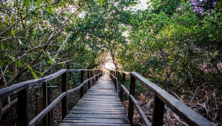 A wooden bridge surrounded by trees, sunlight peaking through in the distance