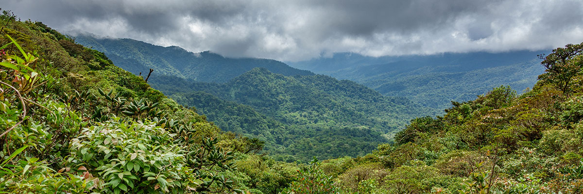 Cloud forest covering Bosque Nuboso Monteverde, Costa Rica