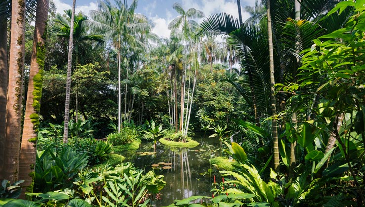 Lush green plants in Singapore Botanic Gardens, Singapore, Singapore. 