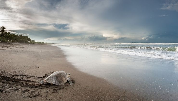 A turtle crawls along the sand towards the water under a cloudy sky.