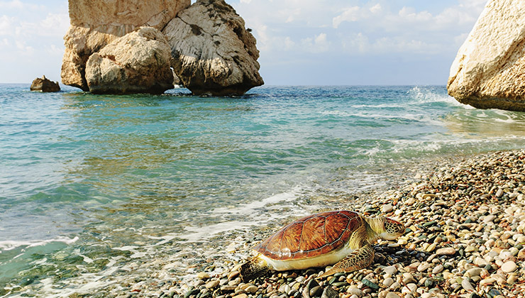 Sea turtle on a beach with a view of rocks and clear blue water in Cyprus.