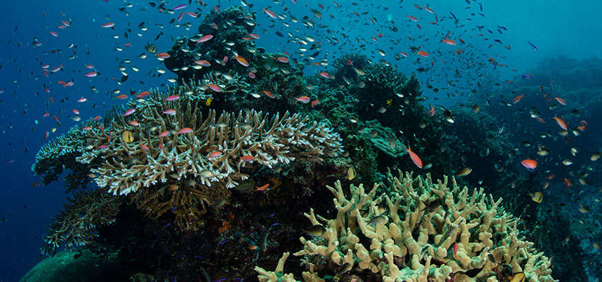Small, colorful fish swimming around a beautiful coral reef in the clear, blue water off of Solomon Islands.
