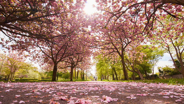 A low view of the cherry blossom trees in Herbert Park.