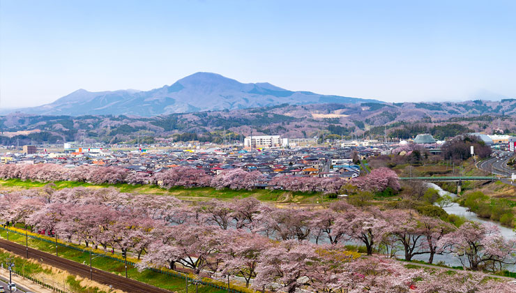 Pink Cherry blossoms line the Shiroishi Riverside on a sunny day in Sendai, Japan.