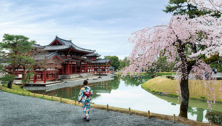 Student wearing a colorful kimono walks by a cherry blossom tree at the Byodoin Temple in Uji, Kyoto, Japan.