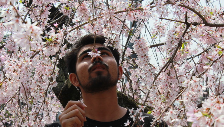 UC Irvine student stands under a cherry blossom tree in Kyoto, Japan.