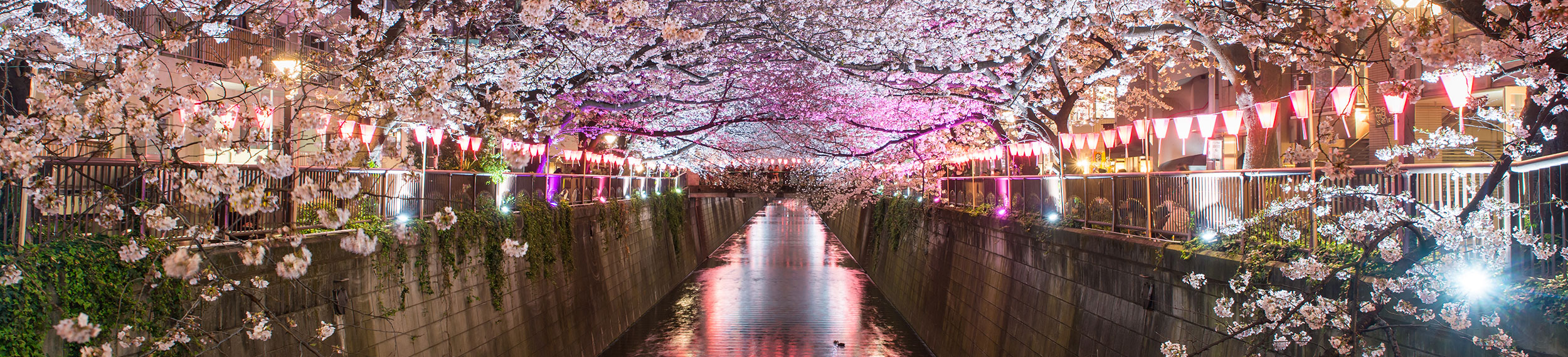 Pink cherry blossoms creating a pink canopy over the Meguro Canal in Tokyo, Japan.