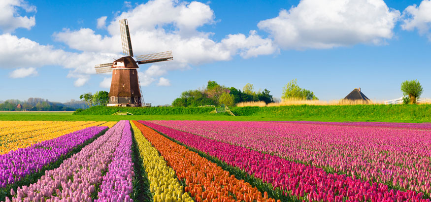 Color rows of tulips and a windmill in the background in The Netherlands. 