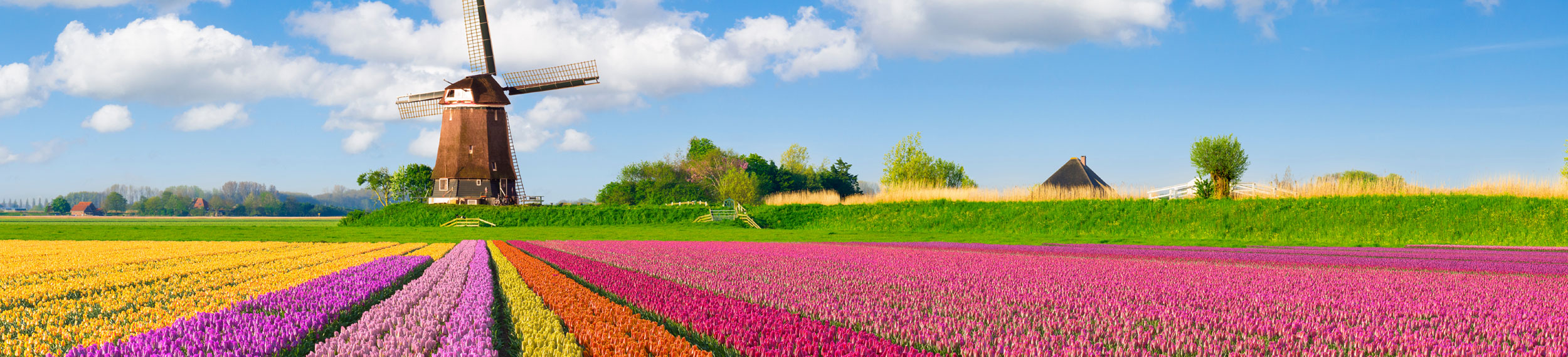 Color rows of tulips and a windmill in the background in The Netherlands. 