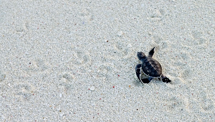 A baby green sea turtle scurries across the beach in Australia.