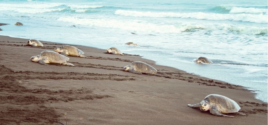 Seven sea turtles emerging from the water onto a beach to nest.