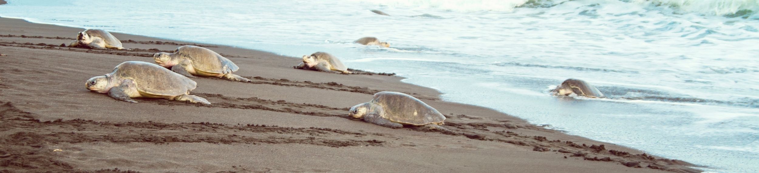 Seven sea turtles emerging from the water onto a beach to nest.