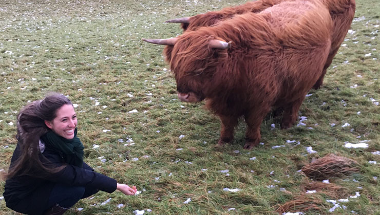 A student kneeling down near a Highland Cow in Scotland.