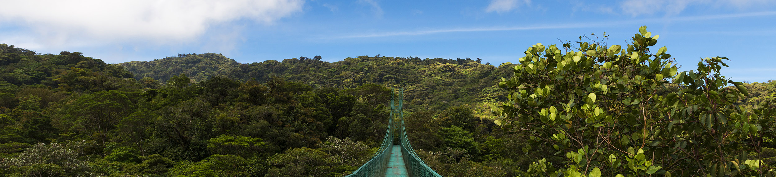 Bridge over the canopy of trees in Monteverde, Costa Rica