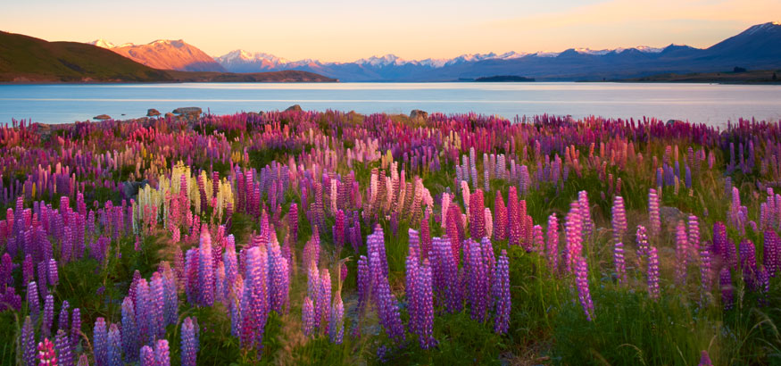 Landscape shot of purple Lupins with a view of Lake Tekapo in South Island, New Zealand. 