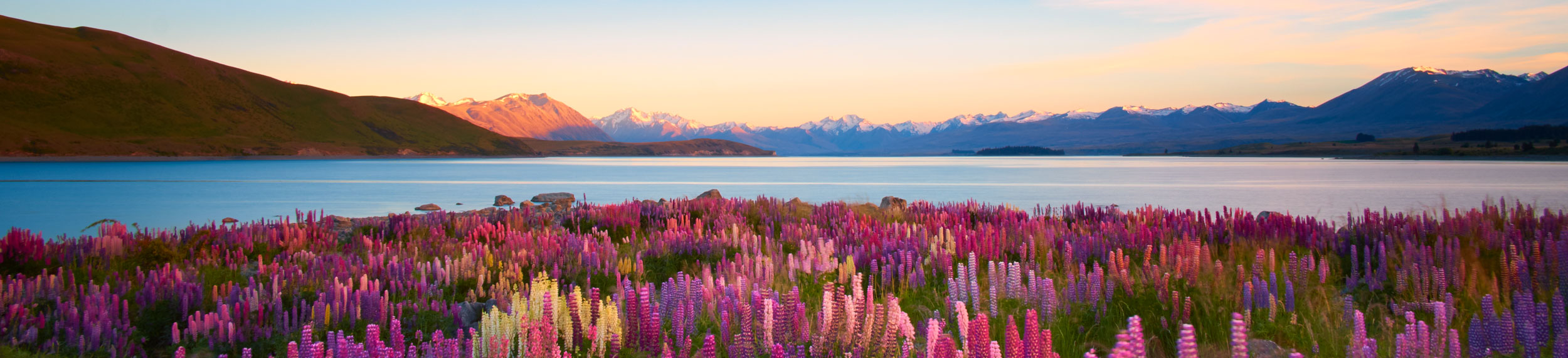 Landscape shot of purple Lupins with a view of Lake Tekapo in South Island, New Zealand. 