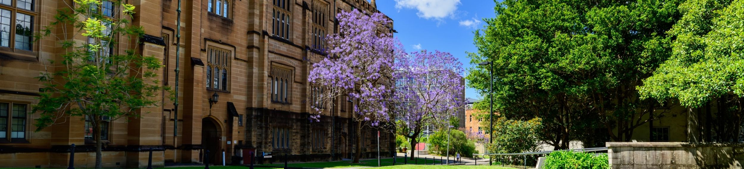 Jacaranda tree near the Quadrangle at the University of Sydney, Australia
