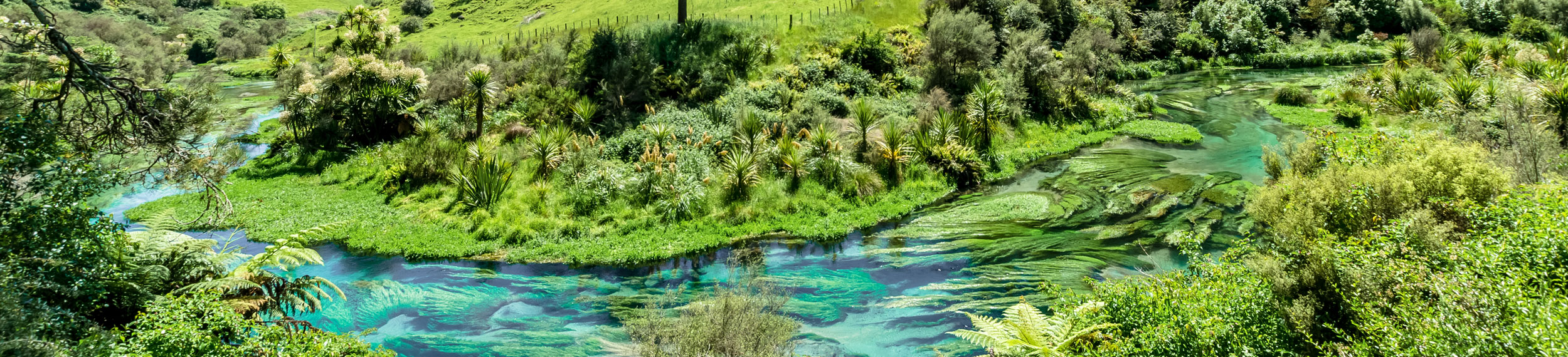 Lush green landscape and blue springs at Te Waihou Walkway in Hamilton, New Zealand.