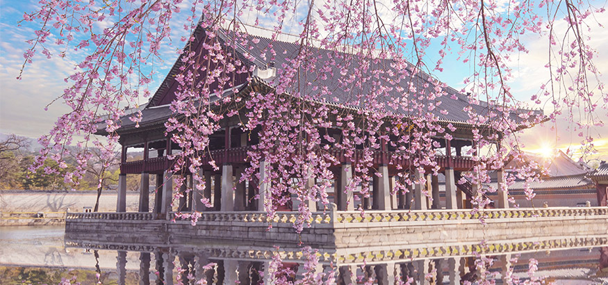 Cherry Blossom in spring at Gyeongbokgung Palace Seoul, South Korea