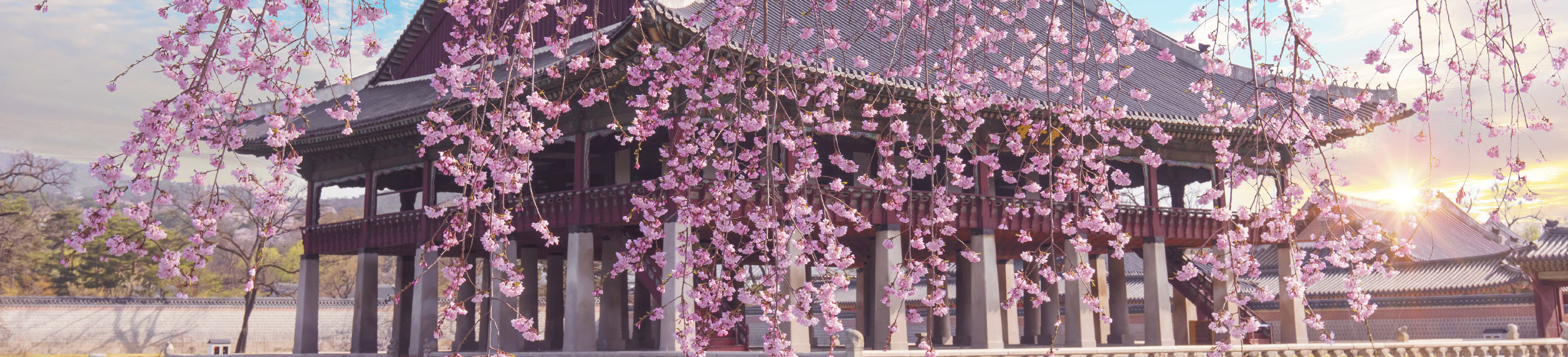 Cherry Blossom in spring at Gyeongbokgung Palace  Seoul, South Korea.