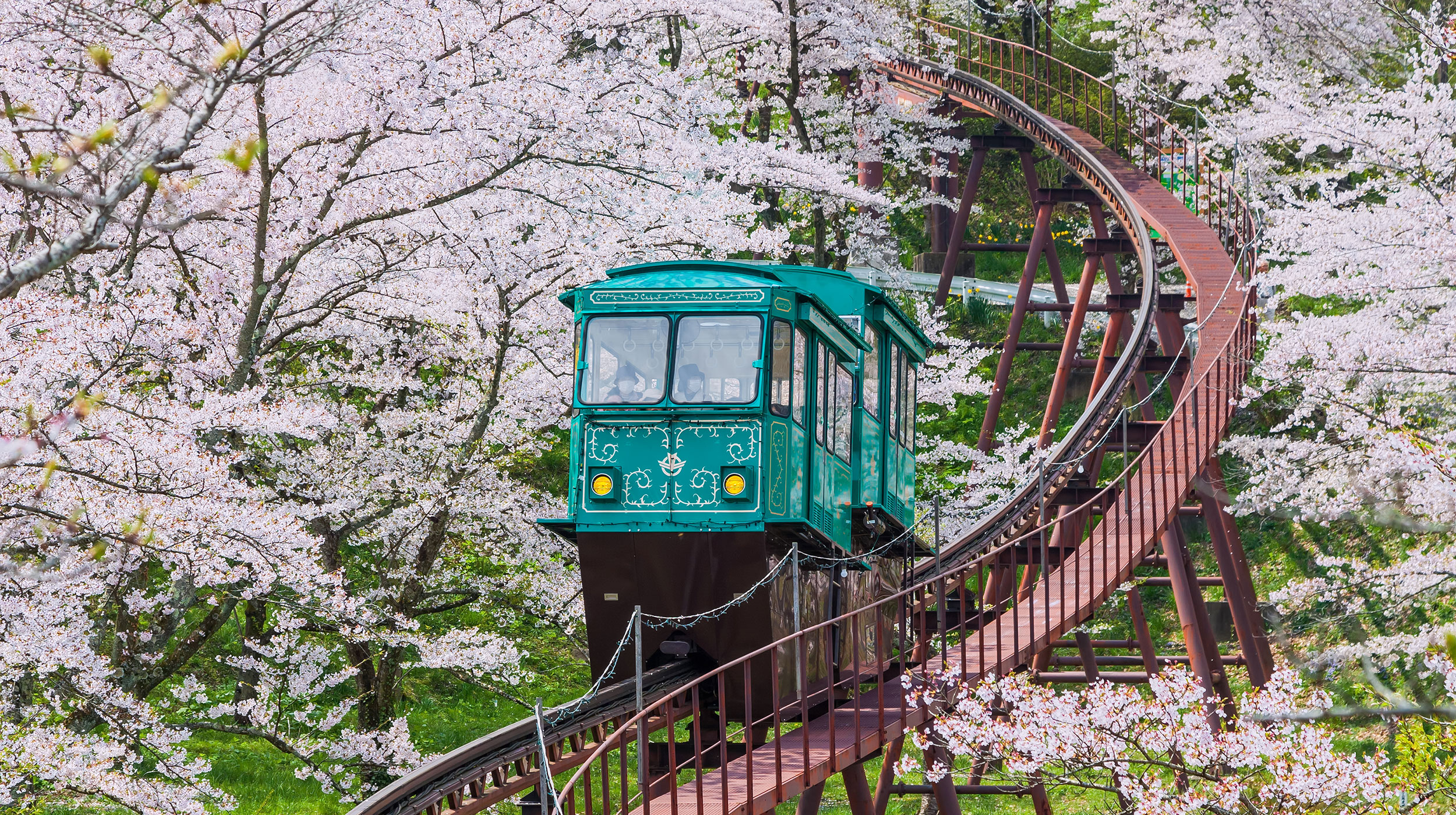 A train rides through Japanese cherry blossoms.