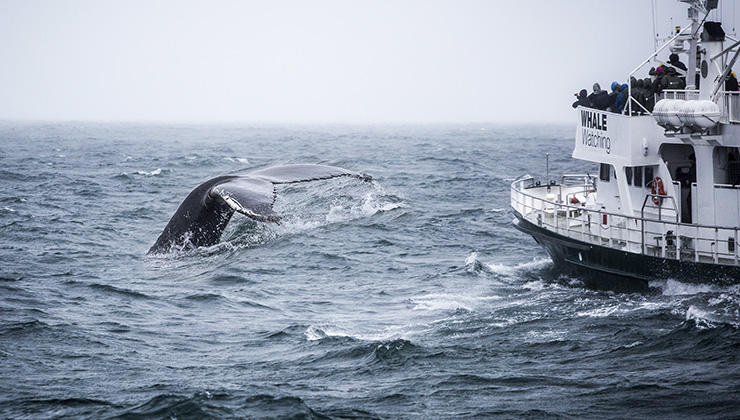 People watch a whale breach from a boat in the frigid waters near Iceland. 