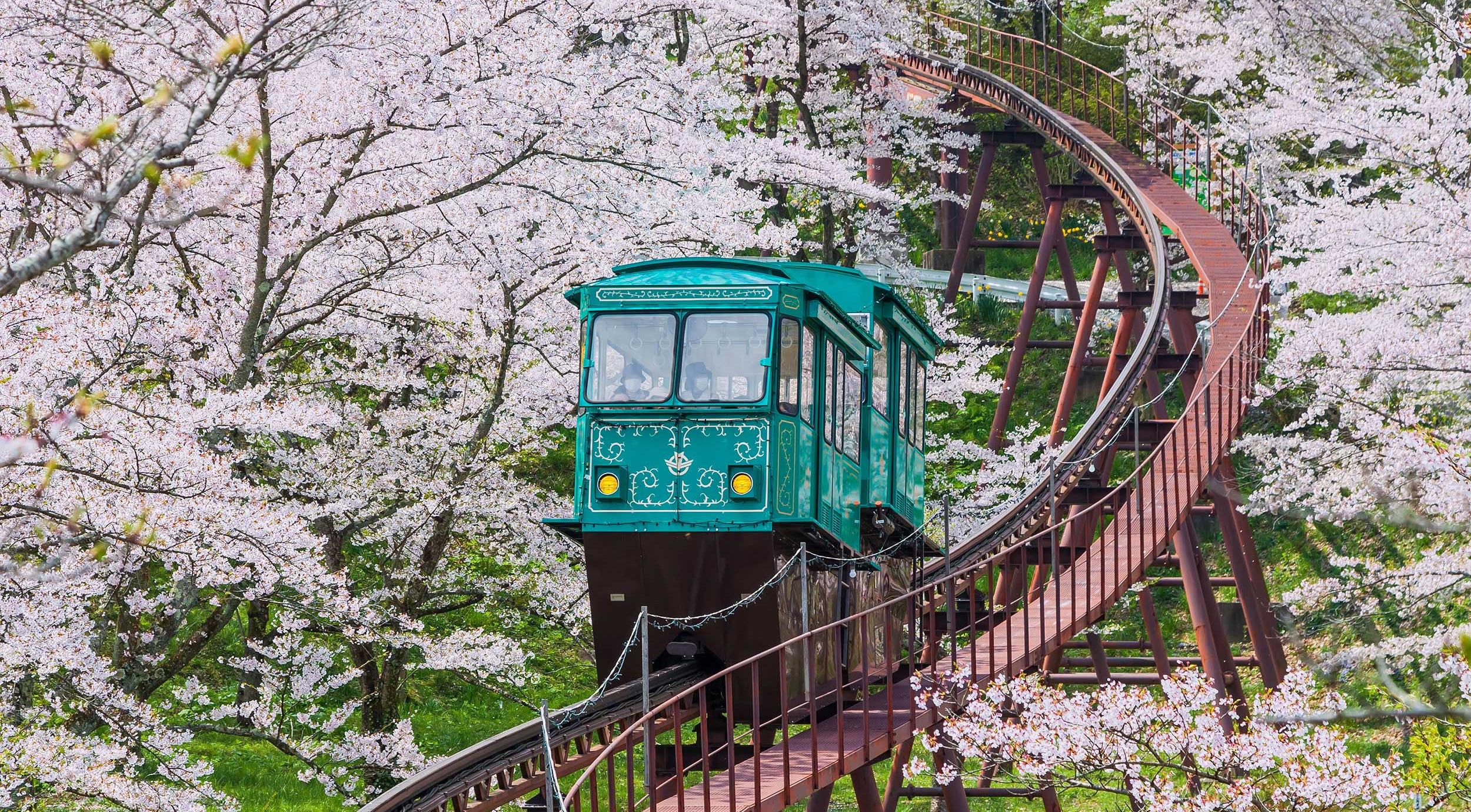 A train rides through Japanese cherry blossoms