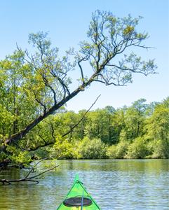 <p>Canoe trip the stunning Silkeborg Lake region</p>