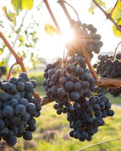 <p>Day trip to the Château de Malagar vineyard estate</p>
