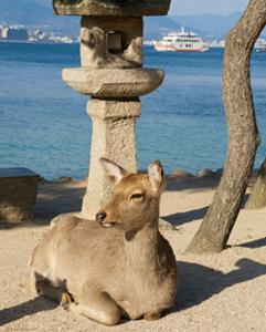 <p>Excursion to Miyajima Island</p>