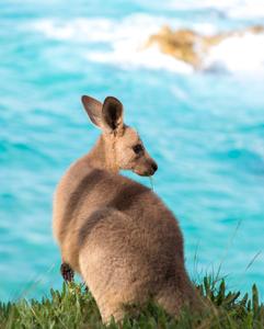 <p>Field trip to North Stradbroke Island</p>
