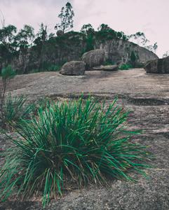 <p>Terrestrial field studies in Lamington and Girraween National Parks</p>
