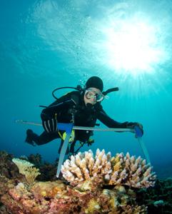 <p>Research at Heron Island field station in the Great Barrier Reef</p>
